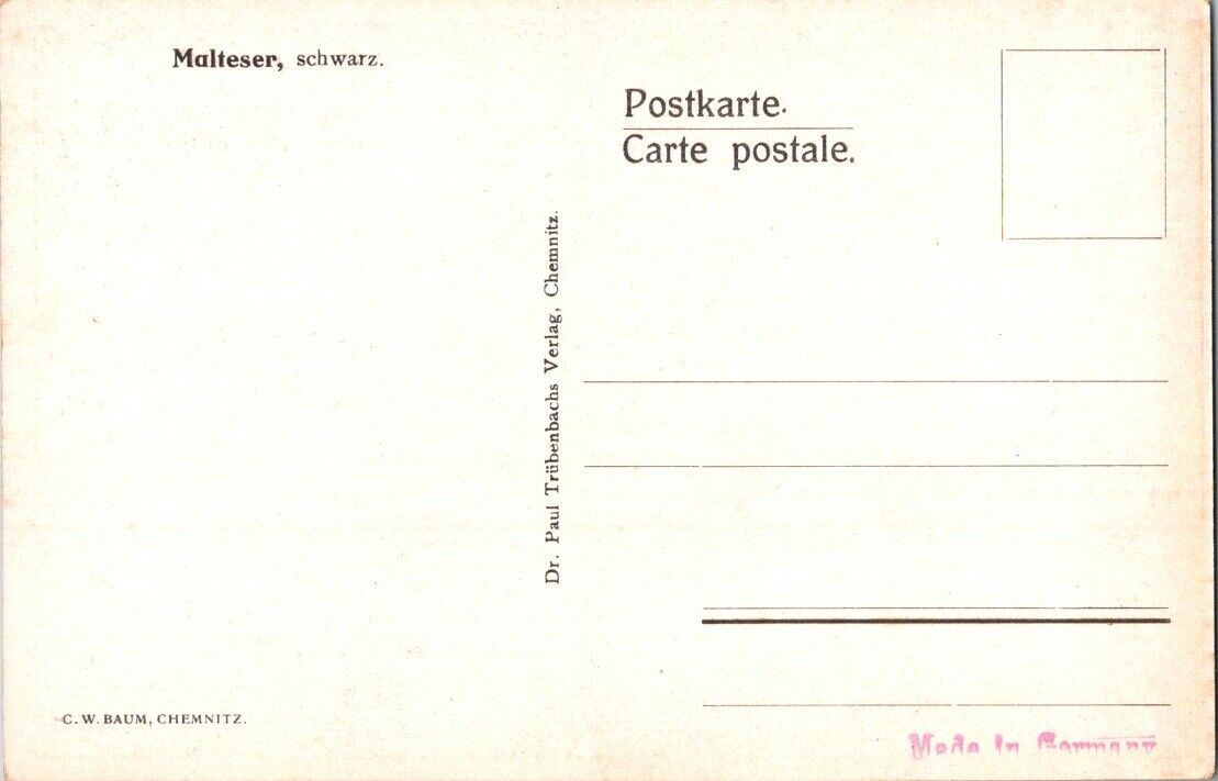 Vintage Postcard Black Bird Maltezer Schwarz Unposted