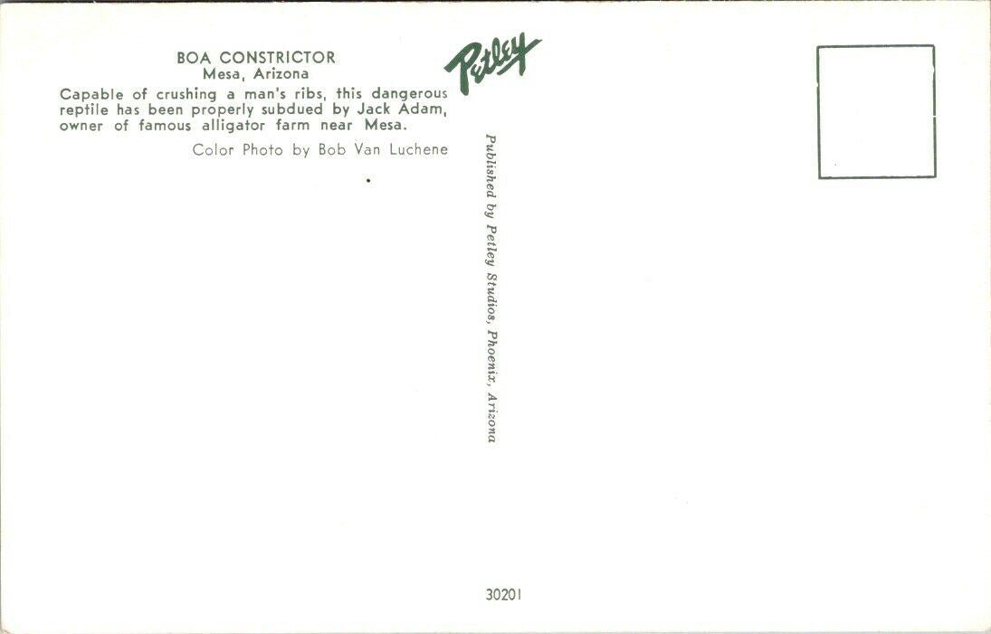 Vintage Postcard Boa Constrictor Mesa Arizona United States Jack Adam Unposted