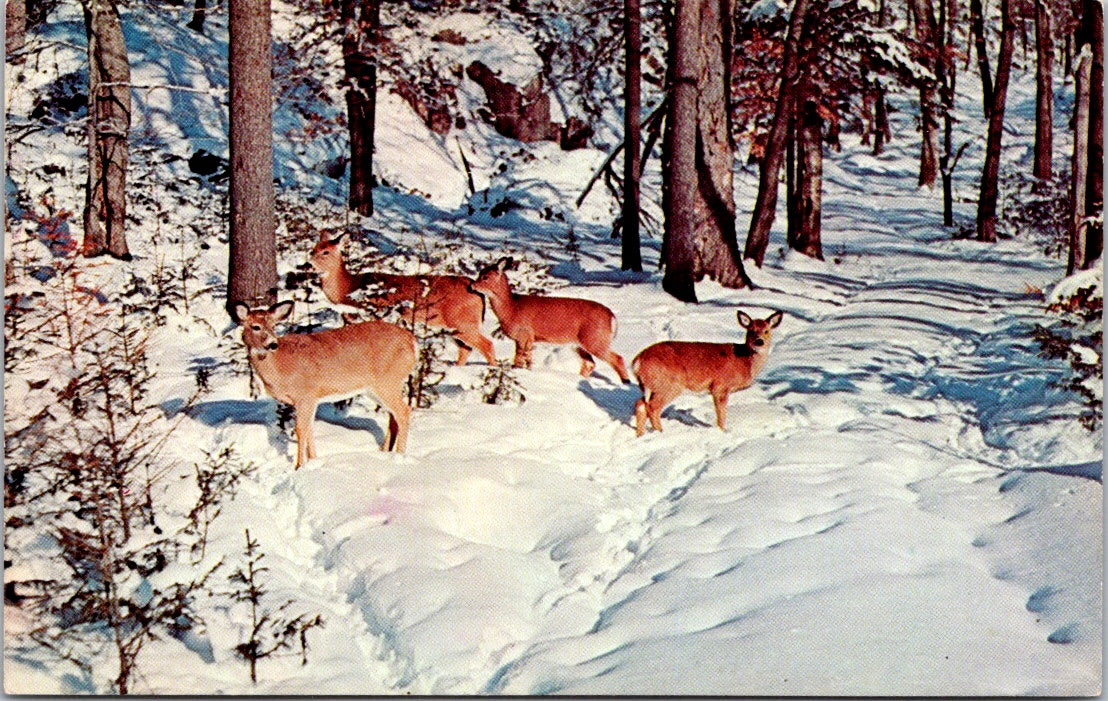 Vintage Postcard Deer In The Deep Woods New York United States Unposted