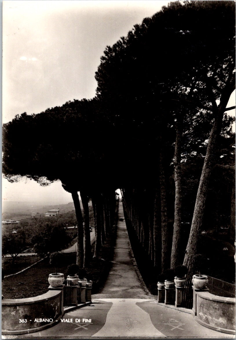 Vintage Postcard Avenue Of Pine Trees Albano Italy Unposted