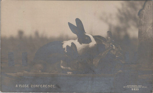 Vintage Postcard Post Card Close Conference Rabbit Bunny Rotograph Photo B839