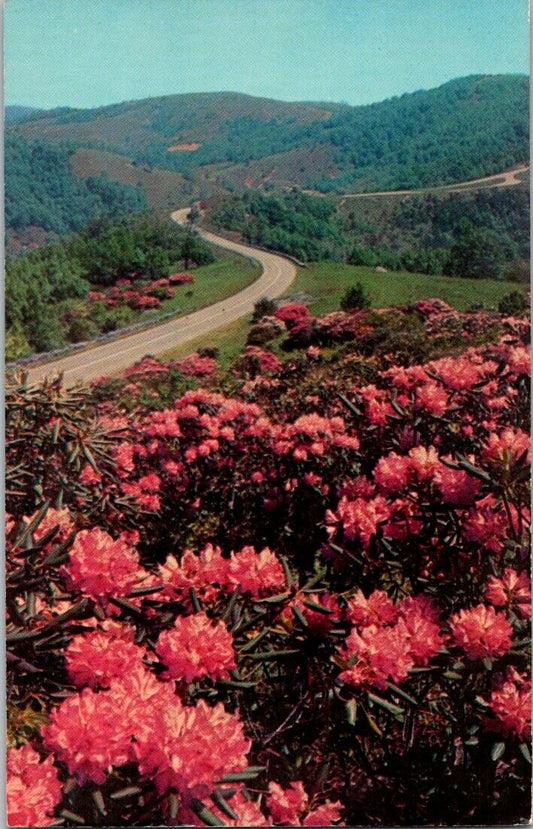 Vintage Postcard Rhododendron In Bloom Spring Time Unposted Virginia USA