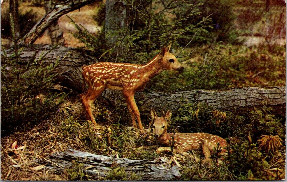 Postcard Baby Fawns Dextone Beauty Scene Helmington New York 1954 Kodachrome