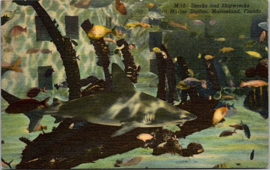 Postcard Vintage M-10 Sharks And Shipwrecks At Marine Studios Marineland Florida