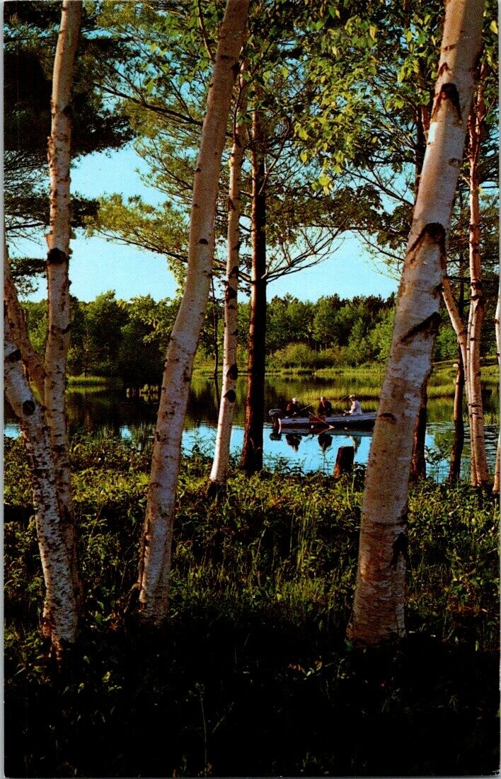 Vintage Postcard Placid Waters Birch Lined Shores And Good Fishing Wisconsin