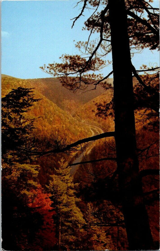 Vintage Postcard Colton Point State Park Pennysalvania Grand Canyon Wellsboro