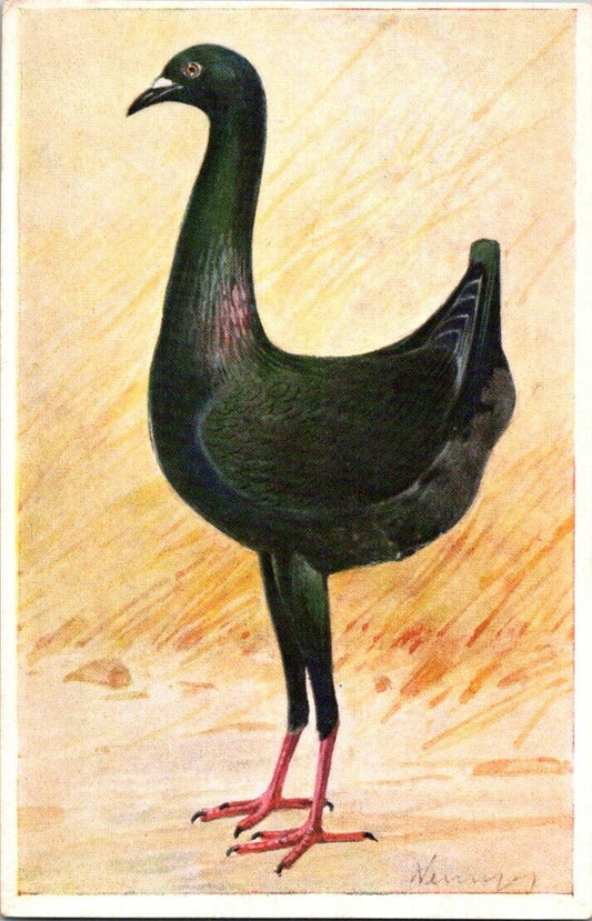 Vintage Postcard Black Bird Maltezer Schwarz Unposted