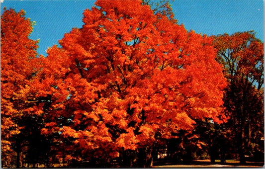 Vintage Postcard Red Yellow Fall Foliage Spectacle Vermont Massachusetts