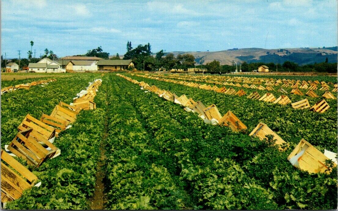 Vintage Postcard The Finest Lettuce In The World California Unposted