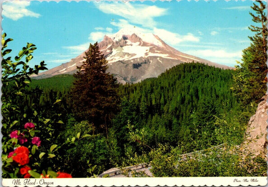 Vintage Postcard Mt. Hood Oregon's Sentinel Park And Colorful Rhododendrons