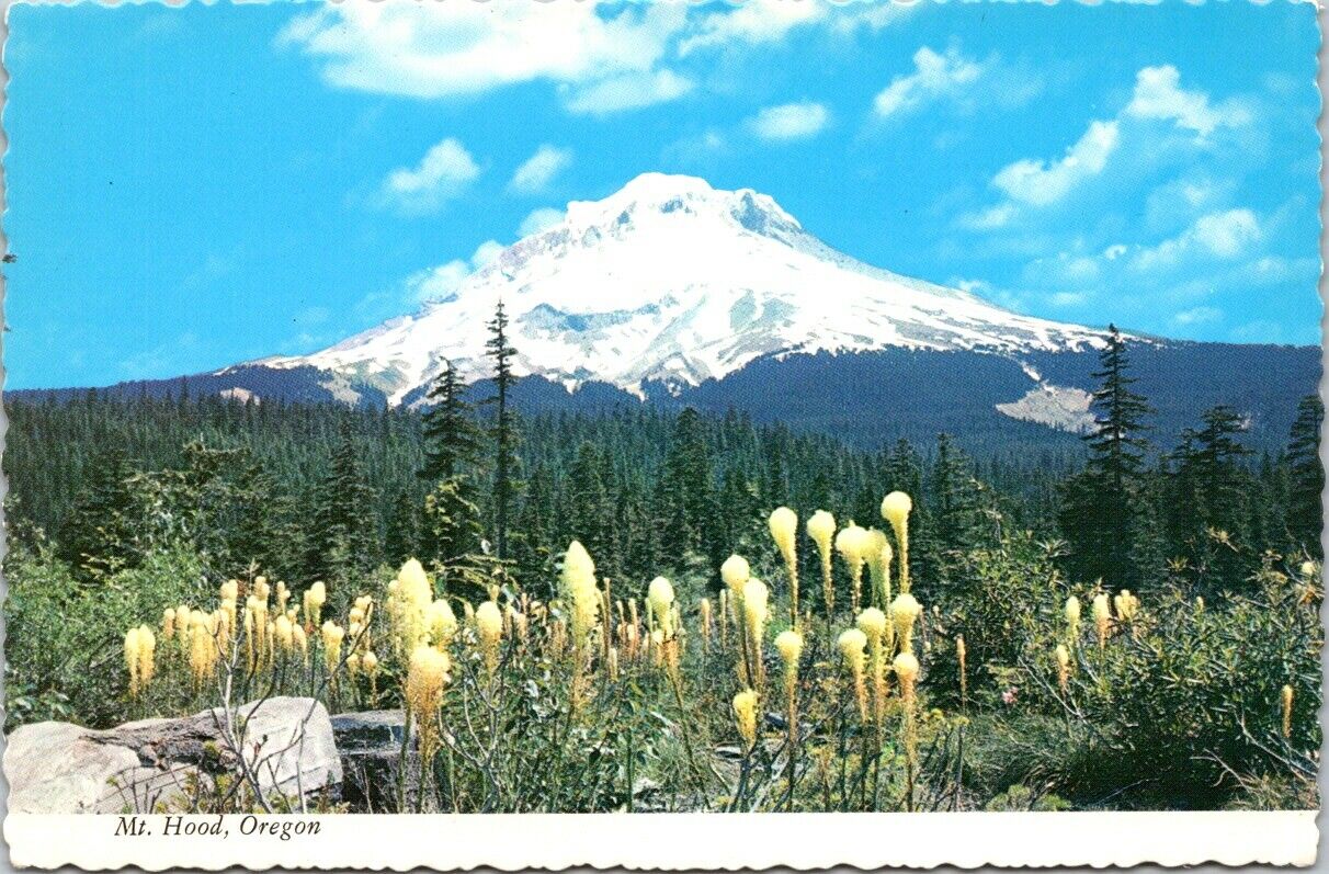 Vintage Postcard Mount Hood Oregon Yellow Flowers Stratovolcano Unposted