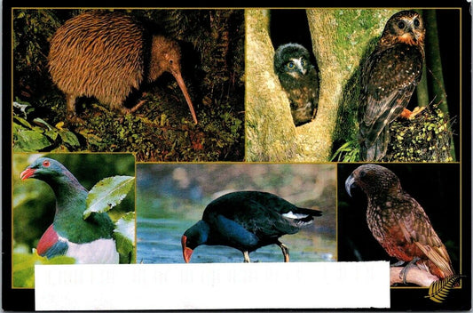 Vintage Postcard New Zealand Birds Brown Kiwi Wood Pigeon Pukeko Bird Australia