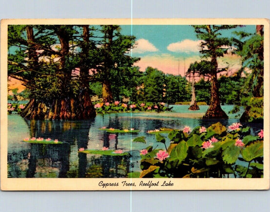 Vintage Postcard Cypress Trees And Lotus Plant Reelfoot Lake Tennessee Unposted