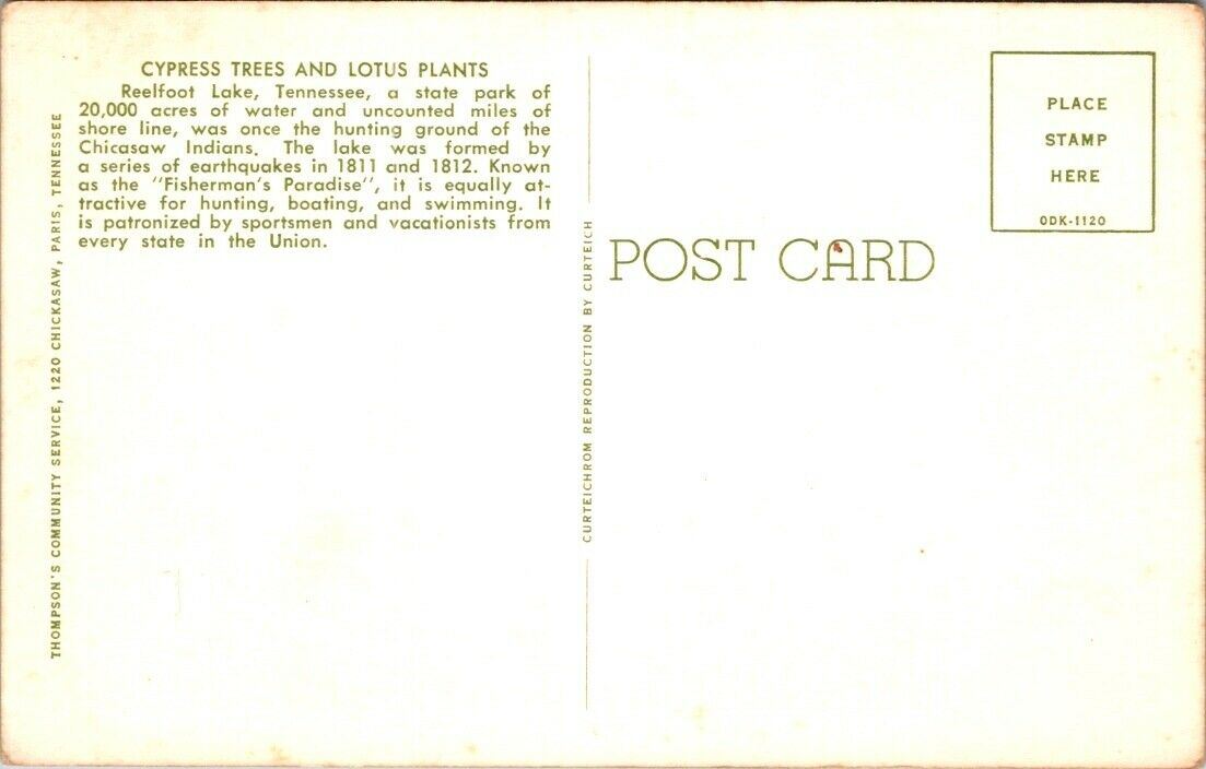 Vintage Postcard Cypress Trees And Lotus Plant Reelfoot Lake Tennessee Unposted