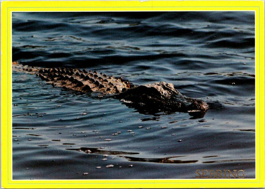 Vintage Postcard Don't Mind The Florida Gator The Water's Fine Posted 1988