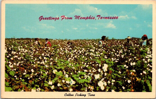 Vintage Postcard Cotton Picking Time Greetings From Memphis Tennessee Unposted