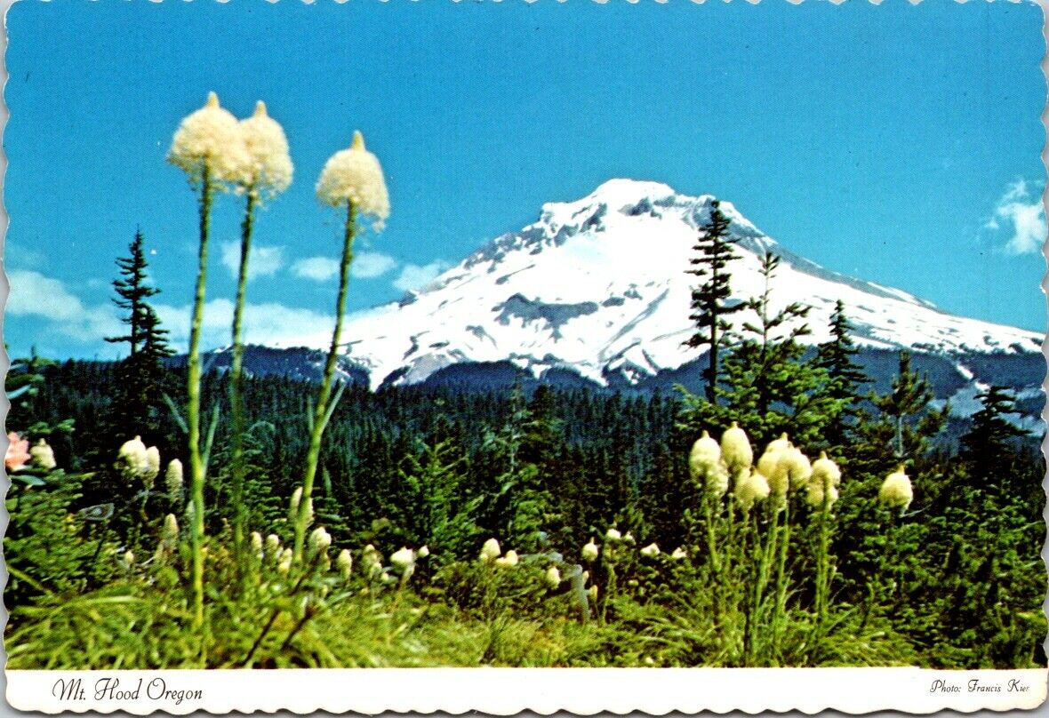 Vintage Postcard Mt. Hood Oregon Bear Grass Bloom In Oregon Cascades Unposted