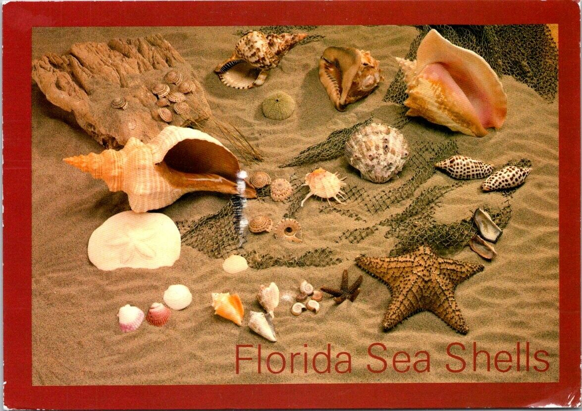 Postcard Vintage Sea Shell Collection In Florida Sunshine State Posted