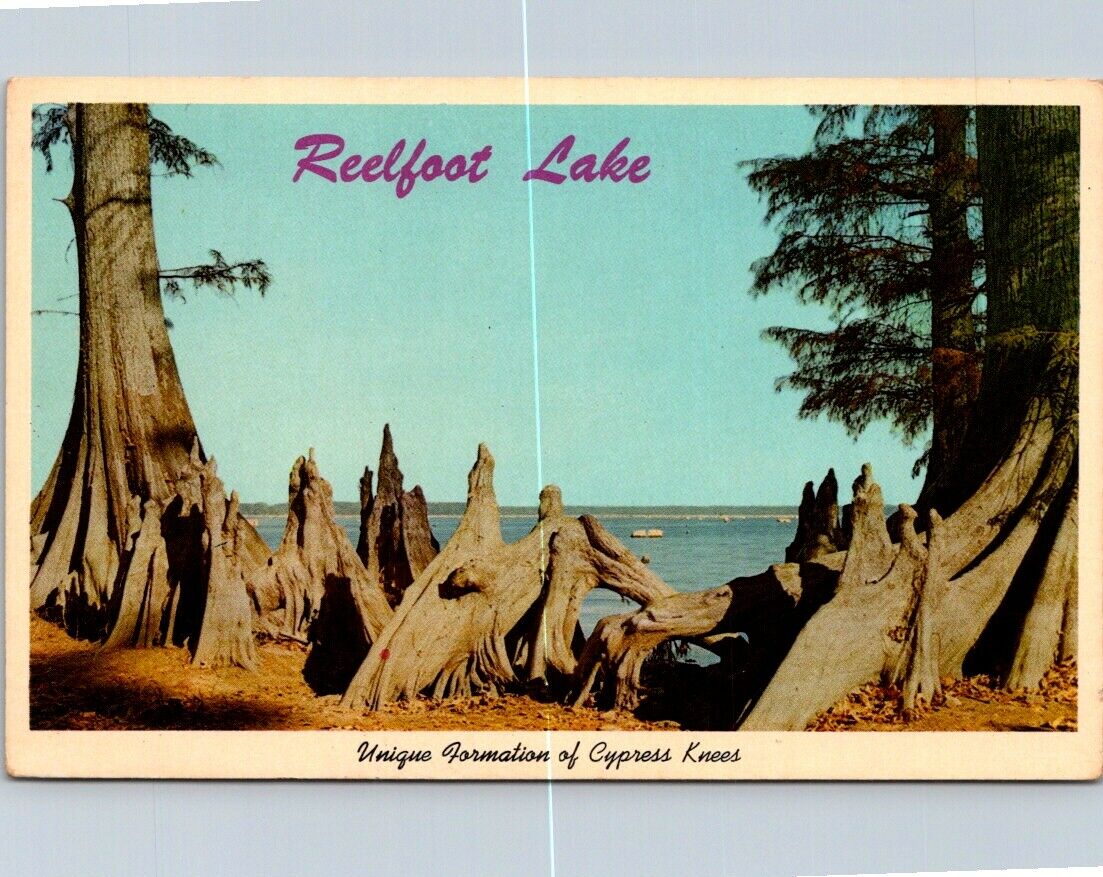 Vintage Postcard Reelfoot Lake Unique Formation Of Cypress Knee West Tennessee