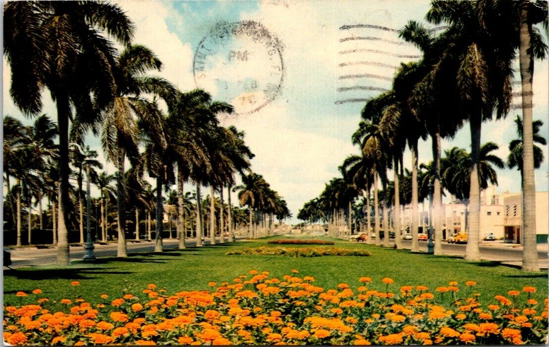 Vintage Stately Royal Palm Trees Postcard Florida Posted Us 5 Cents