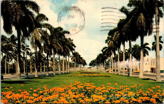 Vintage Stately Royal Palm Trees Postcard Florida Posted Us 5 Cents