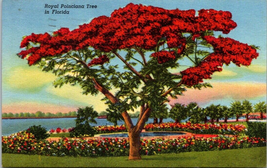 Vintage Postcard Royal Poinciana Tree Florida Posted 1962 US Postage 3 Cents