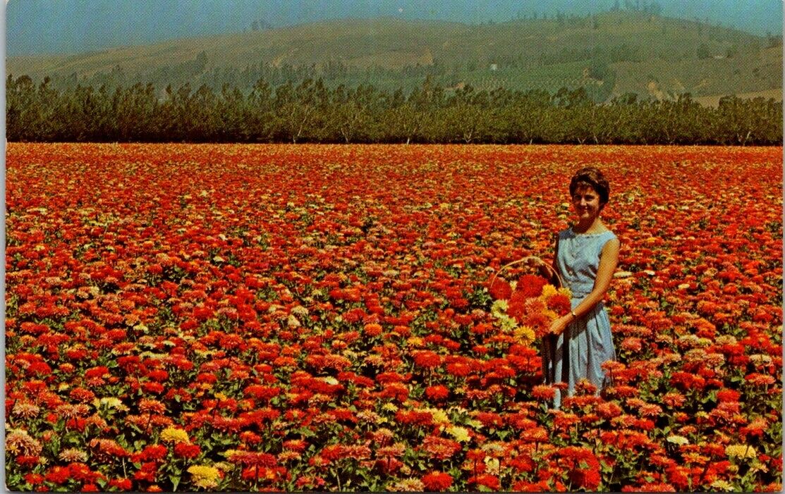 Vintage Postcard Burpeeana Giants Zinnias Floradale Farms California Unposted