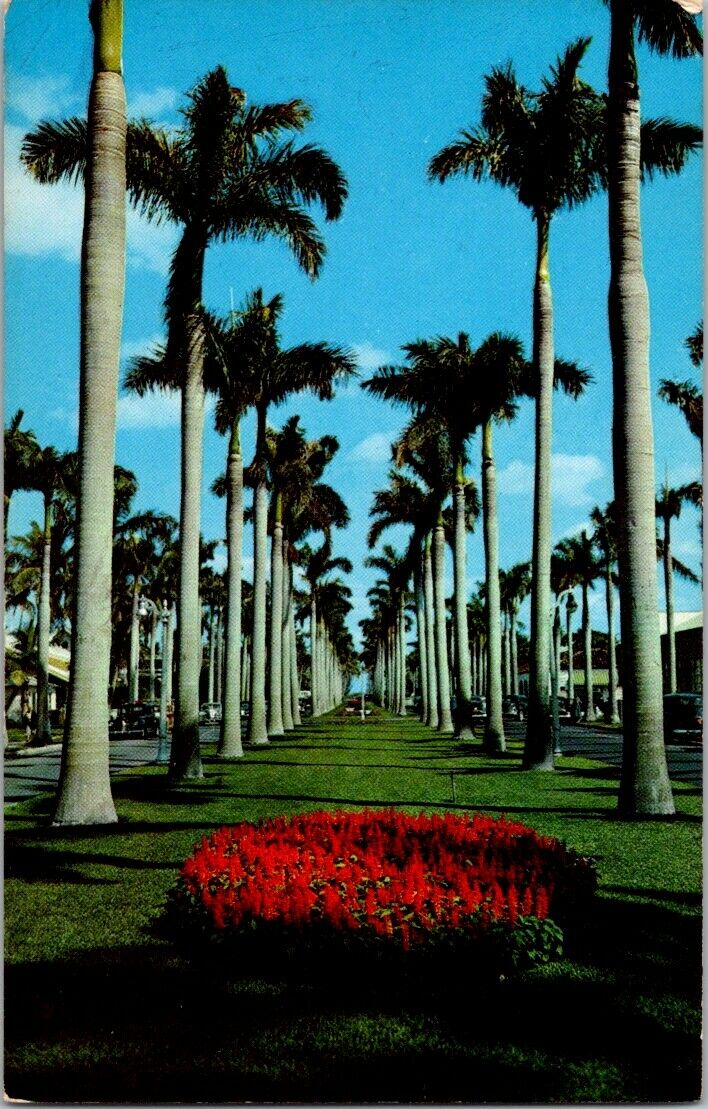 Vintage Postcard Royal Palm Way Palm Beach Florida US Postage 4 Cents