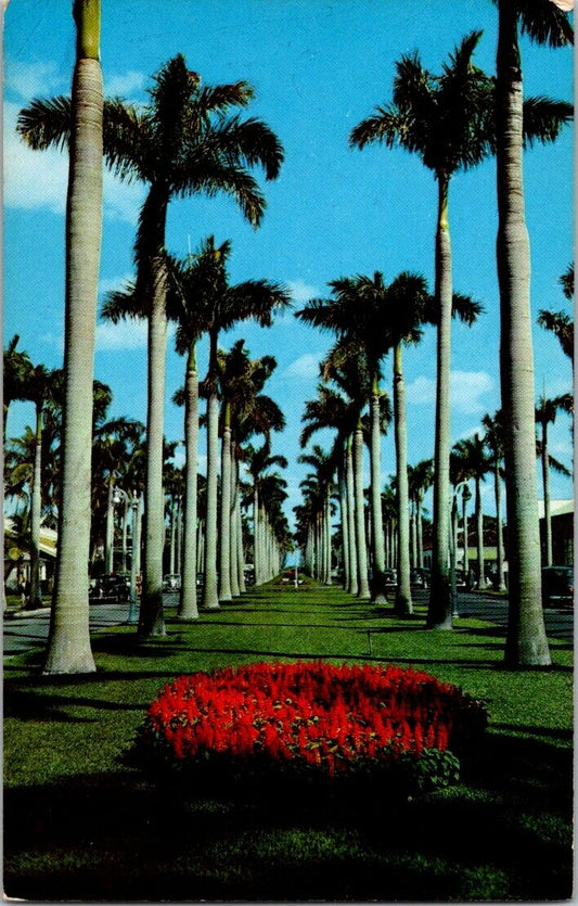 Vintage Postcard Royal Palm Way Palm Beach Florida US Postage 4 Cents