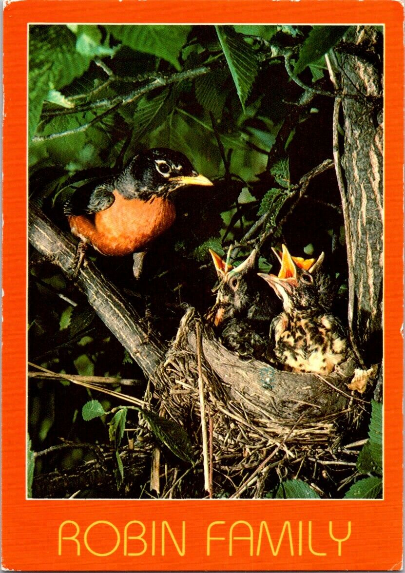 Vintage Postcard Robin Family At Feeding Time Solon Spring Wisconsin Posted 1987