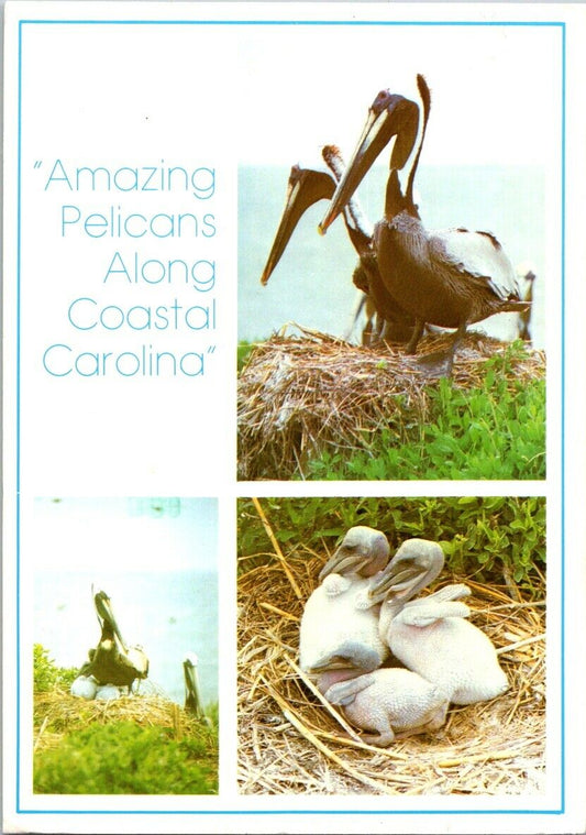 Vintage Postcard Amazing Pelicans Along North Carolina Posted 1986