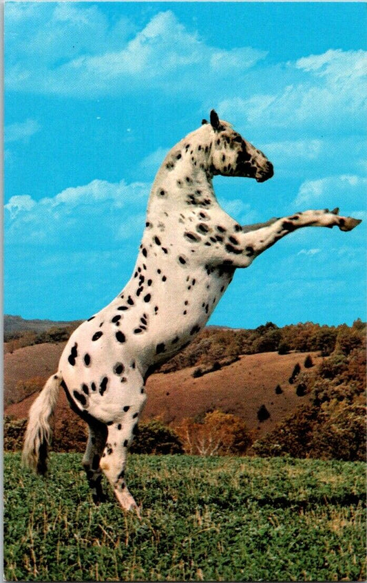 Vintage Postcard Famous Lybian Leopard Stallion Money Creek Minnesota Unposted