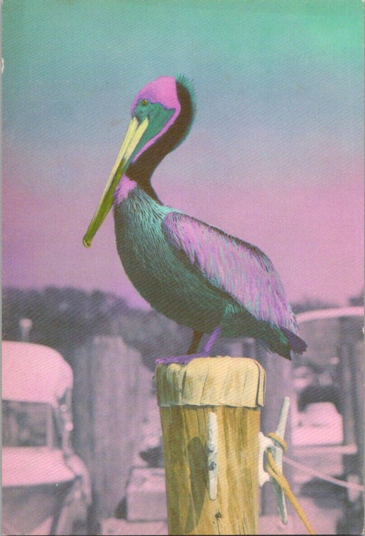 Vintage Postcard Colorful Pink Turquoise Pelican Florida United States Unposted