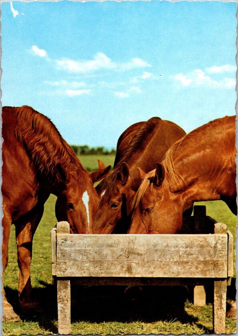 Vintage Postcard Phot Of Horses Foto G Withers Germany Unposted