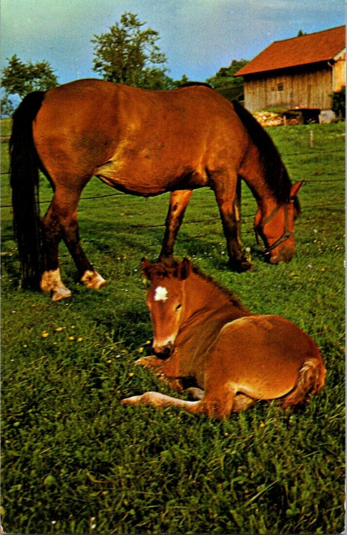 Vintage Postcard Photo Of A Mare With Foal New York Unposted