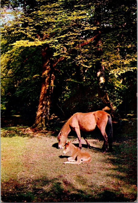 Vintage Postcard A Mare And Foal In Thew New Forest National Park England