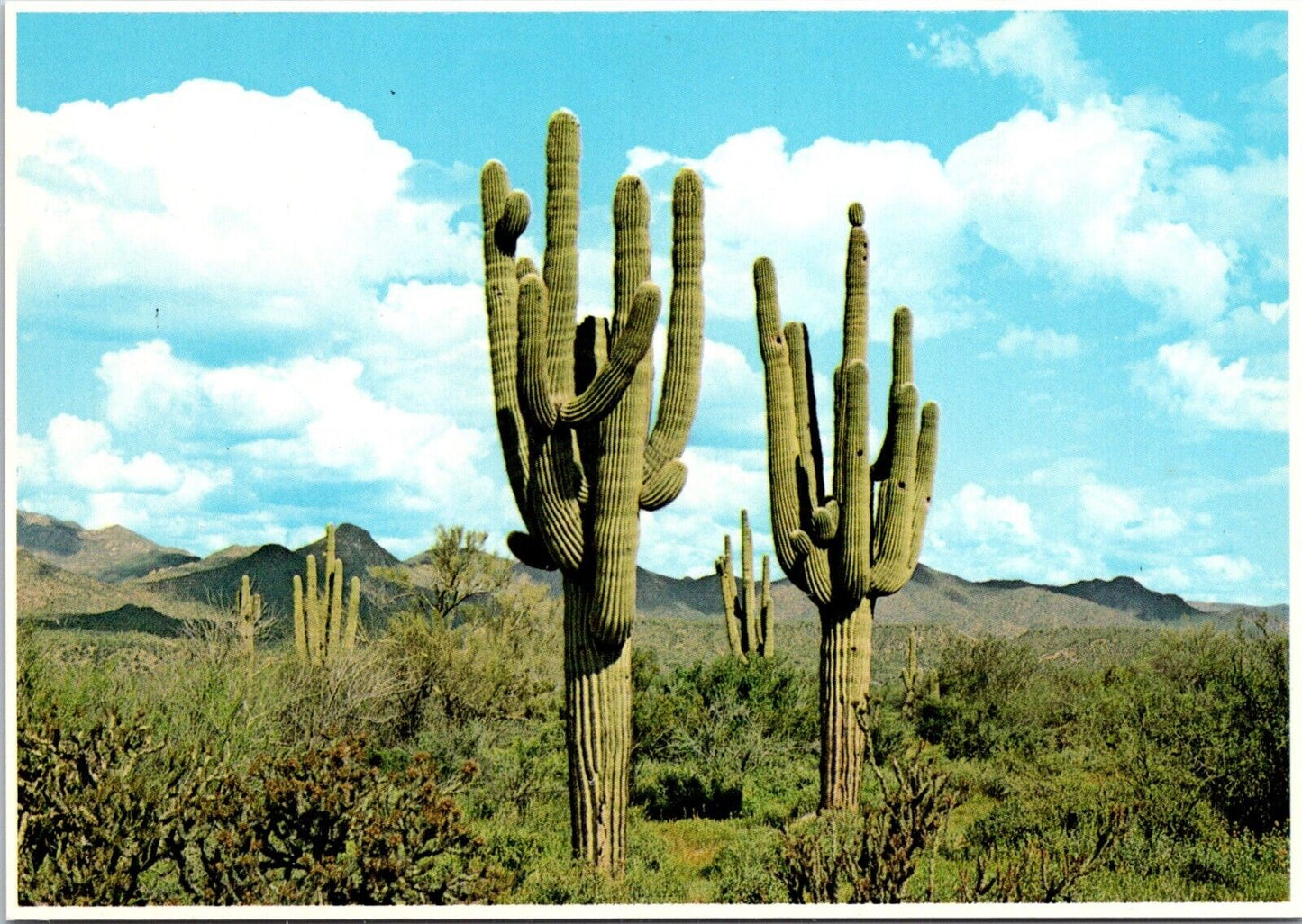 Postcard Post Card Cactus Giant Saguaros State flower Of Arizona