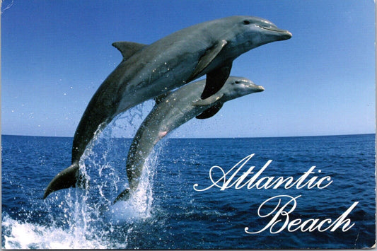 Postcard Post Card Atlantic Beach Dolphin North Carolina