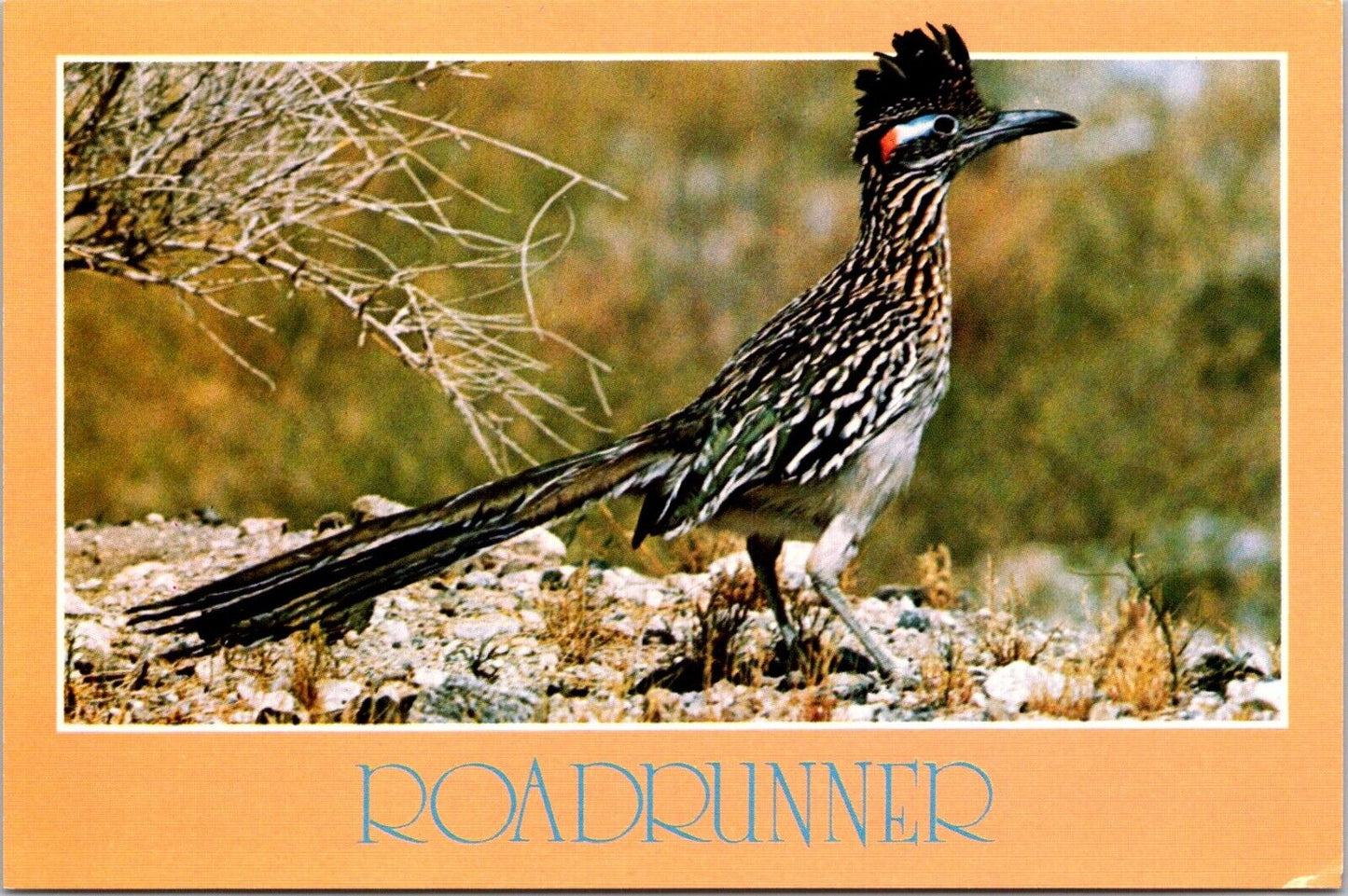 Postcard Post Card Roadrunner Clown OF the Desert State Bird Of New Mexico