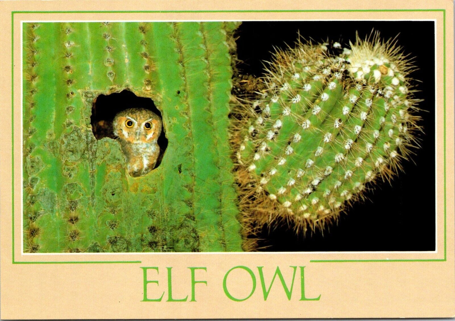 Postcard Post Card Elf Owl Smallest Owl In The world