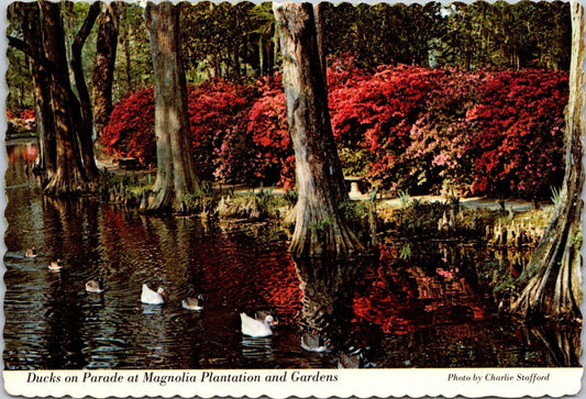 Postcard Post Card Ducks On Parade Magnolia Plantation Gardens