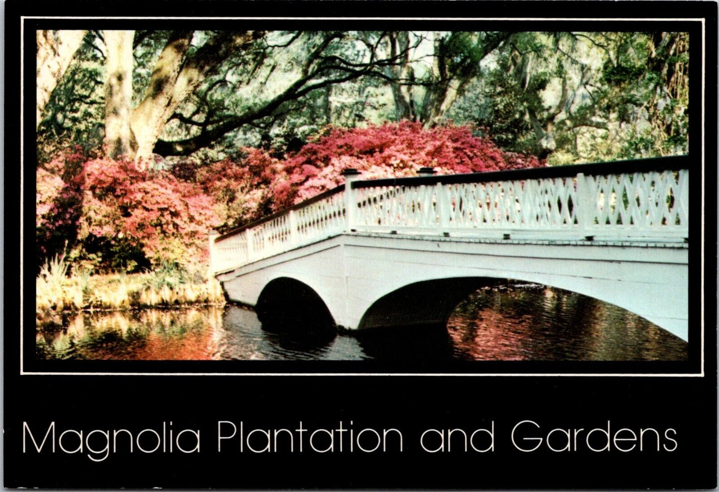 Postcard Post Card Magnolia Plantation & Garden Charleston South Carolina