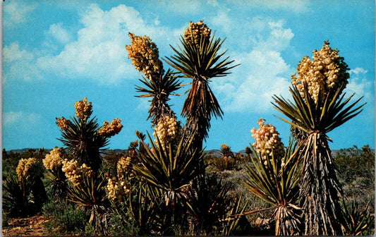 Postcard Mojave Yucca Spanish Bayonet Joshua Tree California