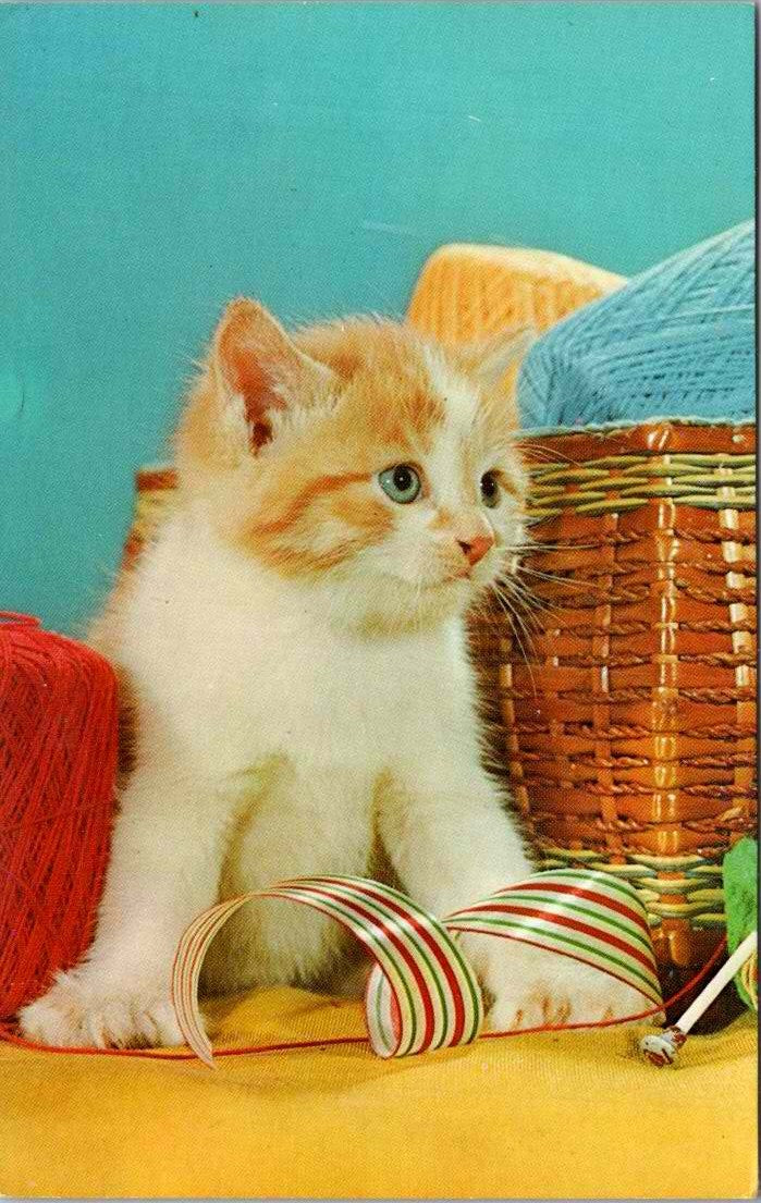 Vintage Postcard Photo Of A Cute White Kitten PUR-r-r-r Unposted