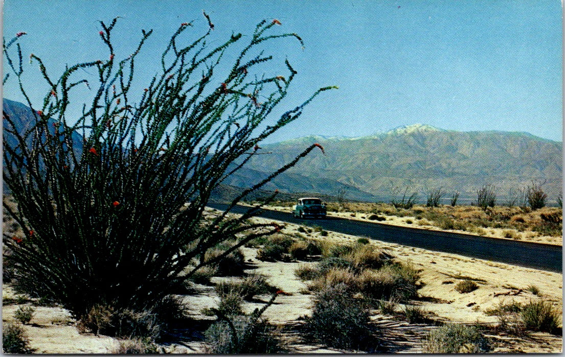 Vintage Postcard Ocotillo And Snow Capped Peaks Unposted