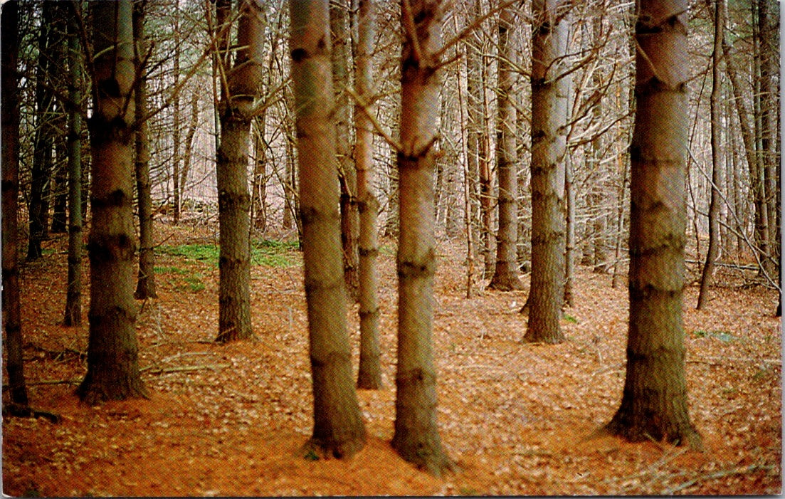 Vintage Postcard Can't See The Forest Because Of The Trees Manchester Unposted