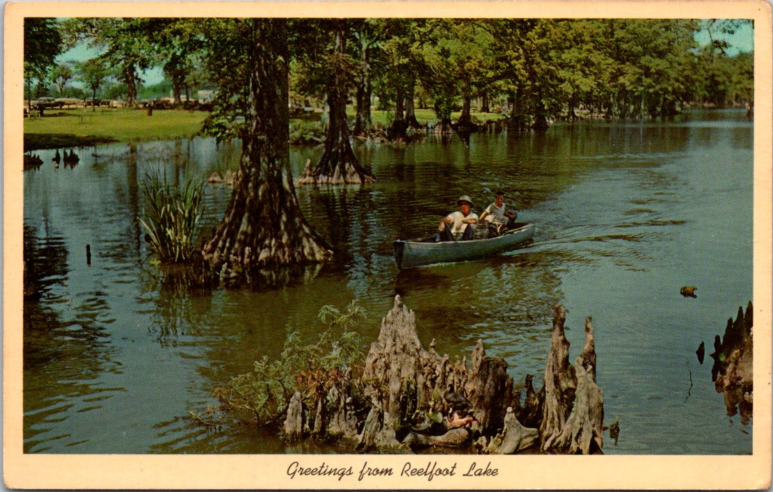 Vintage Postcard Waterfront Showing Unique Formations Of Cypress Knees Tennessee