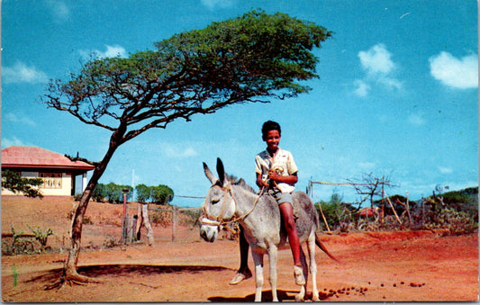 Vintage Postcard Boy Riding A Horse Under Divi Divi Tree national Tree Curacao