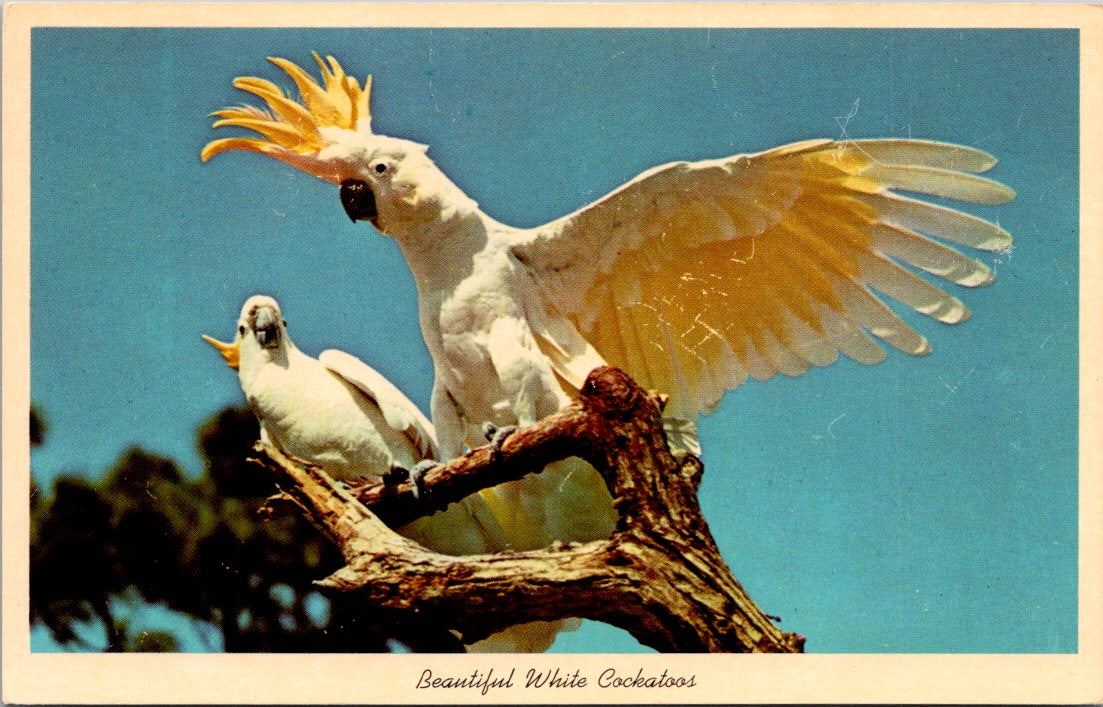 Vintage Postcard Beautiful White Cockatoos At Parrot Jungle Miami Florida