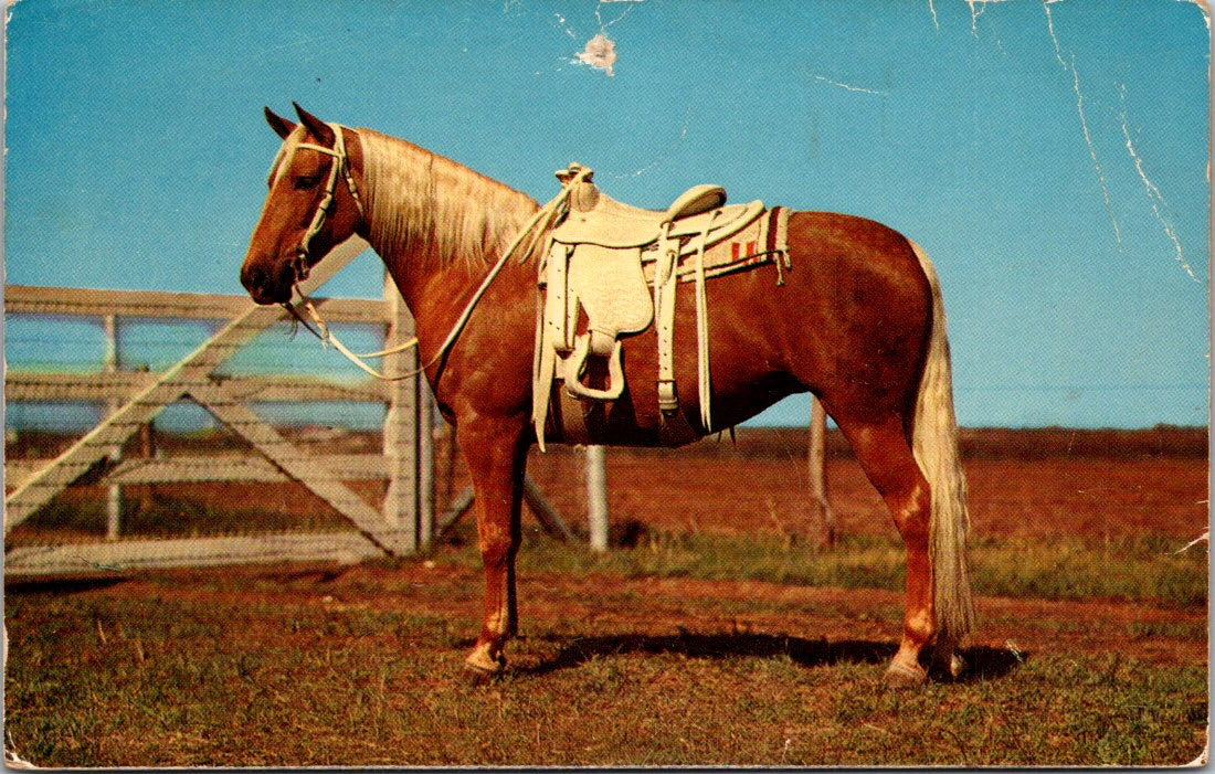 Vintage Postcard Horse Ready To Ride By Stryker Boston Massachusetts Unposted